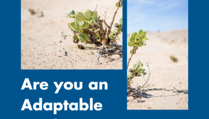 Are you an adaptable leader?